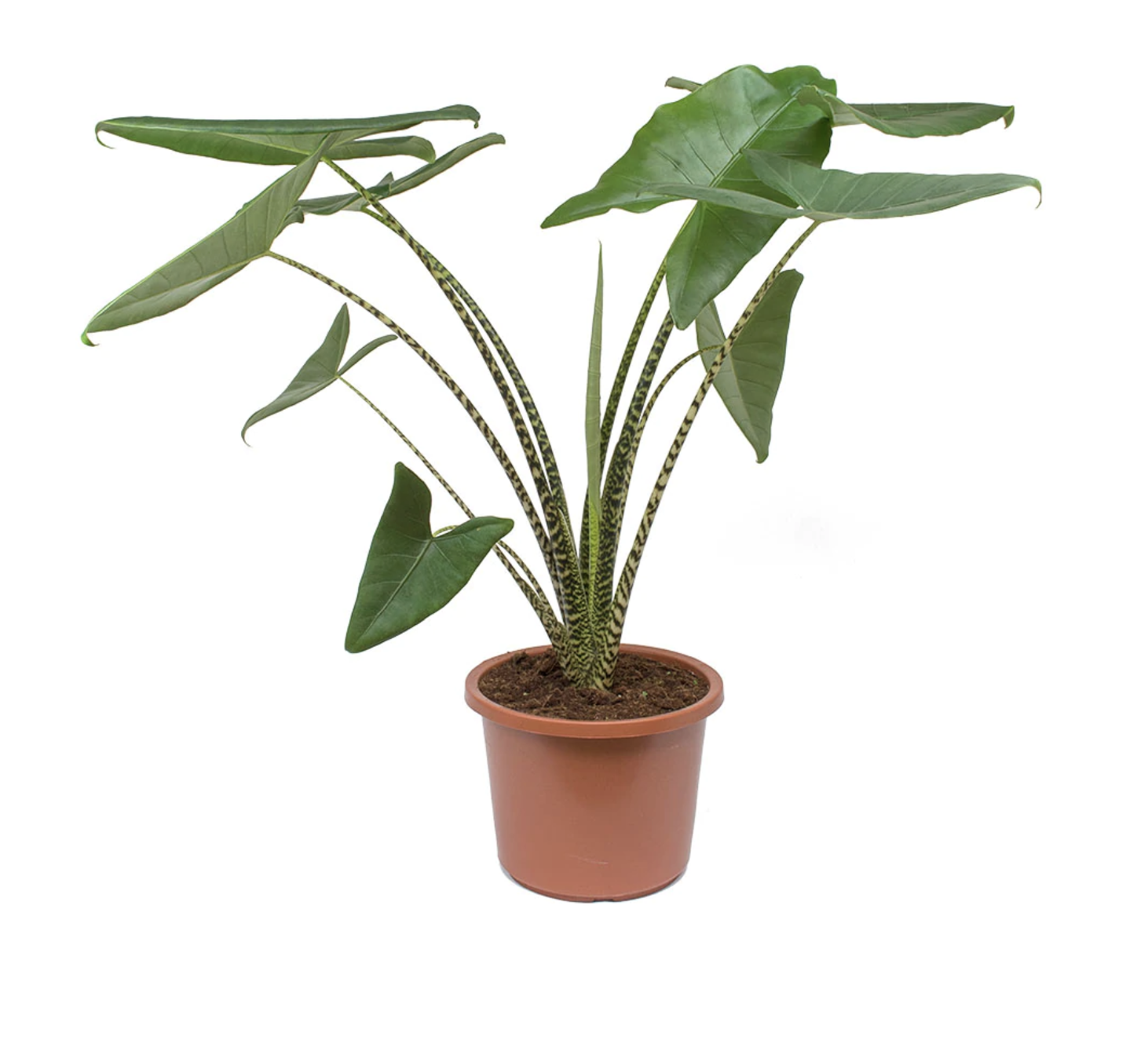 Picture of Elephant-Ear plant